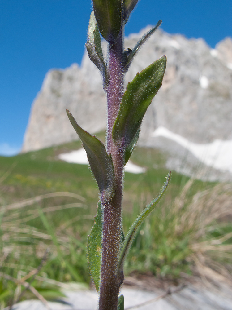 Image of Veronica gentianoides specimen.