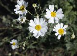 Pyrethrum demetrii