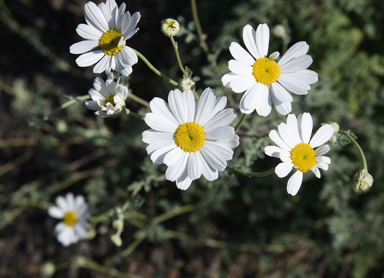 Изображение особи Pyrethrum demetrii.