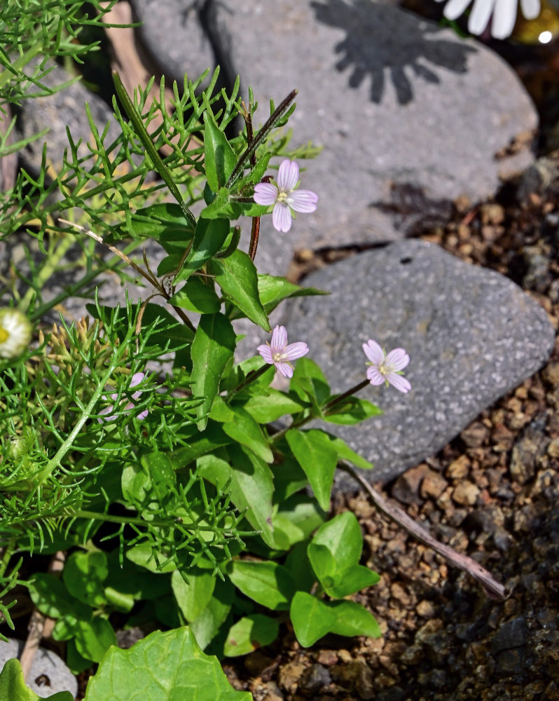 Image of Epilobium anagallidifolium specimen.