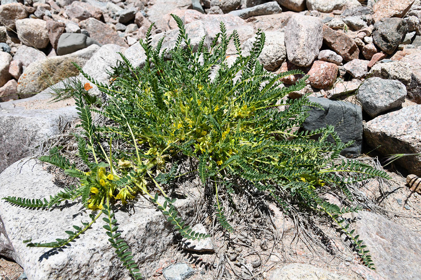 Изображение особи Astragalus lithophilus.