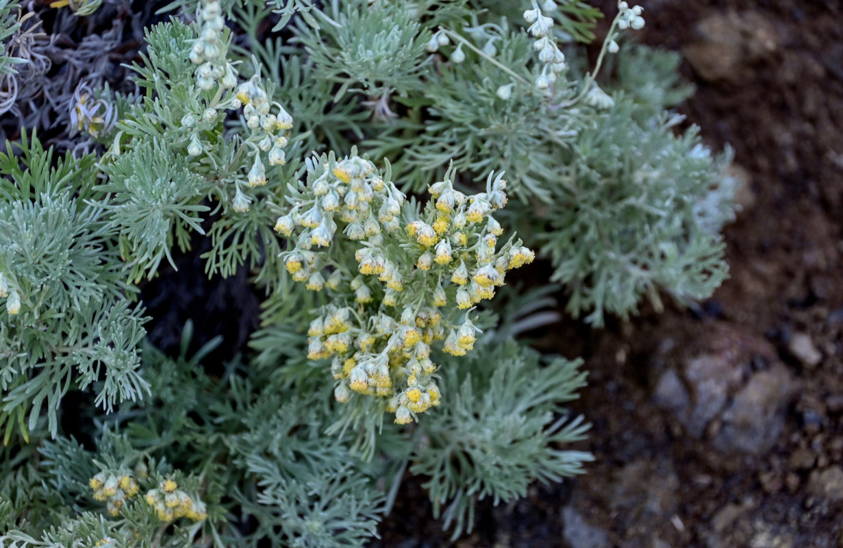 Изображение особи Artemisia schmidtiana.