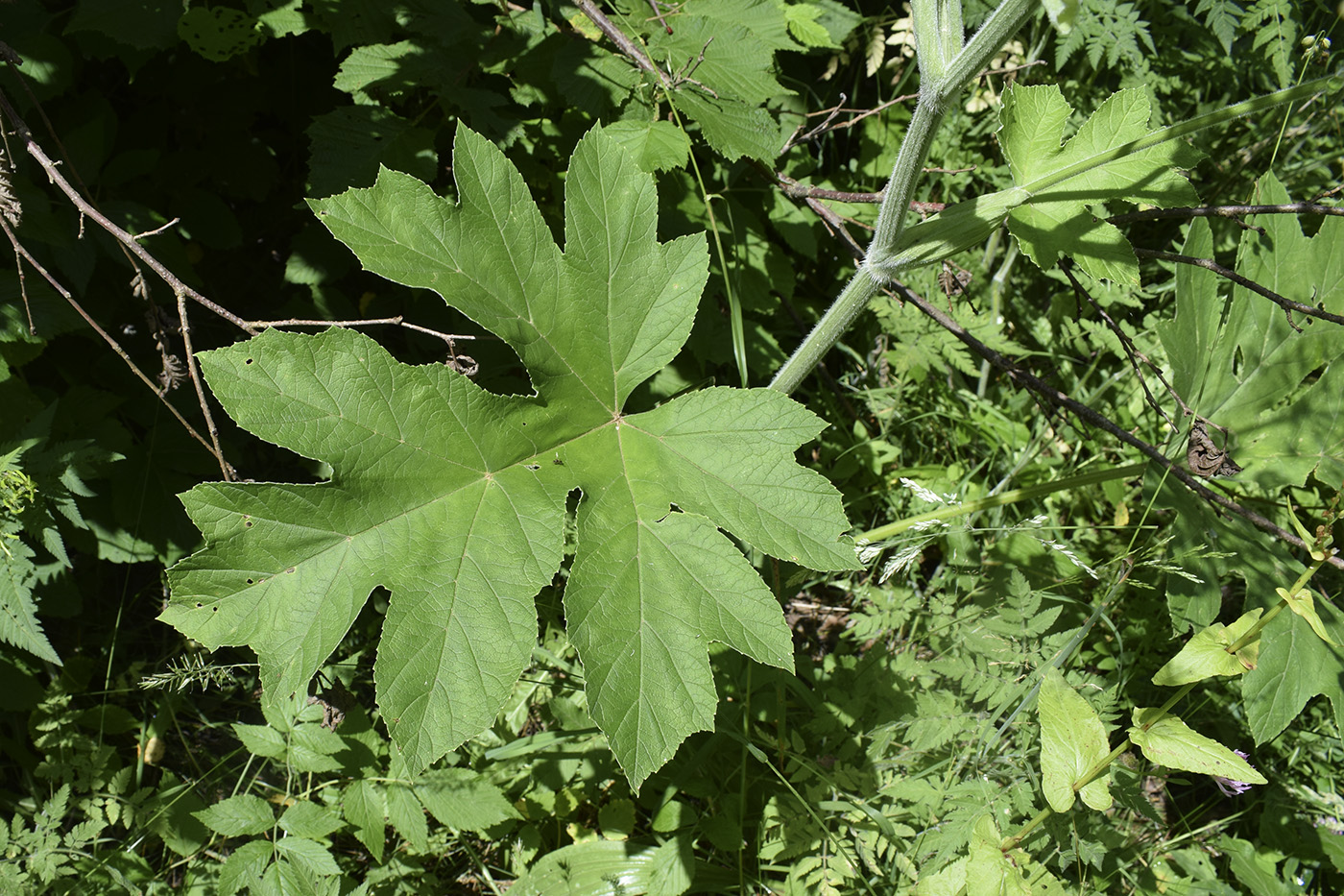 Image of Heracleum sphondylium specimen.