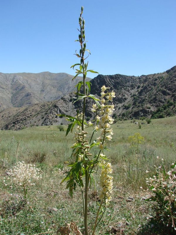 Image of Delphinium biternatum specimen.