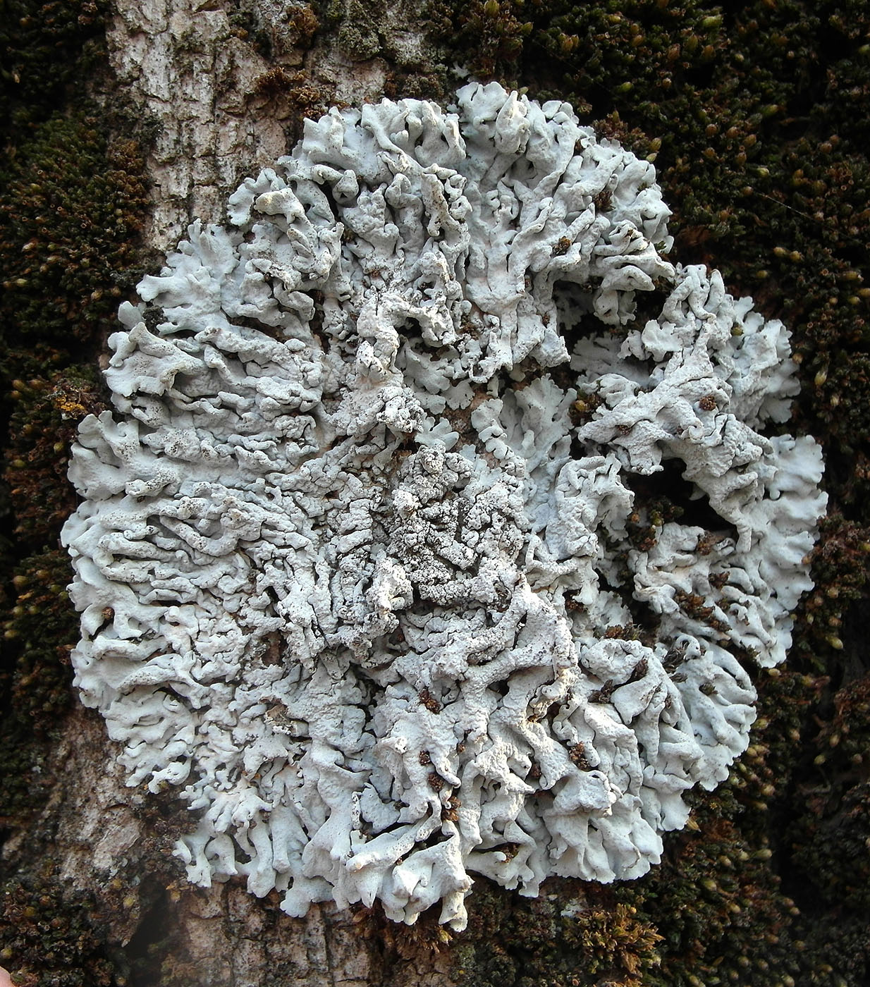 Image of Physcia biziana specimen.