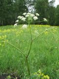 Chaerophyllum prescottii. Верхушка цветущего растения. Казахстан, Западный Алтай, правая сторона долины р. Бухтарма, разнотравный луг. 24 июня 2023 г.