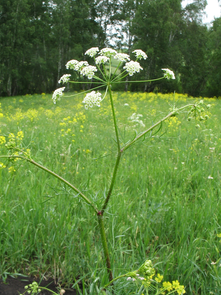 Изображение особи Chaerophyllum prescottii.