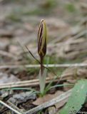 Crocus angustifolius