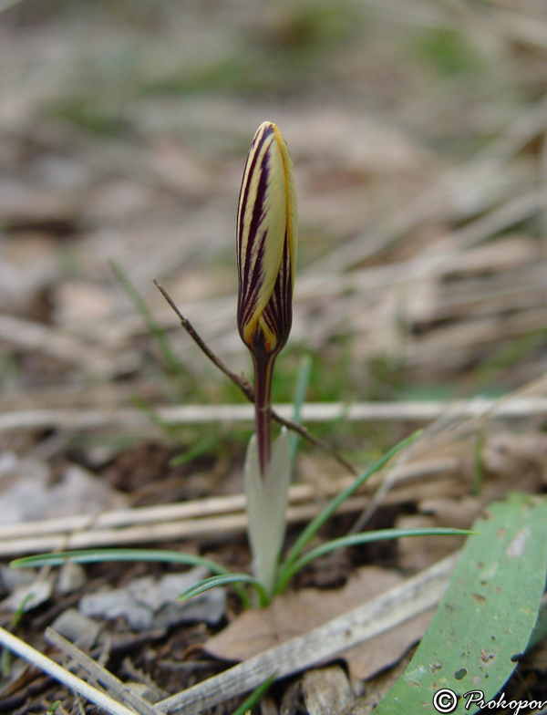 Image of Crocus angustifolius specimen.