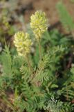 Oxytropis pilosa