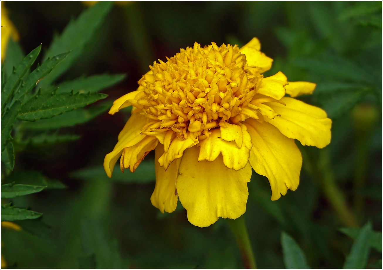 Image of Tagetes patula specimen.