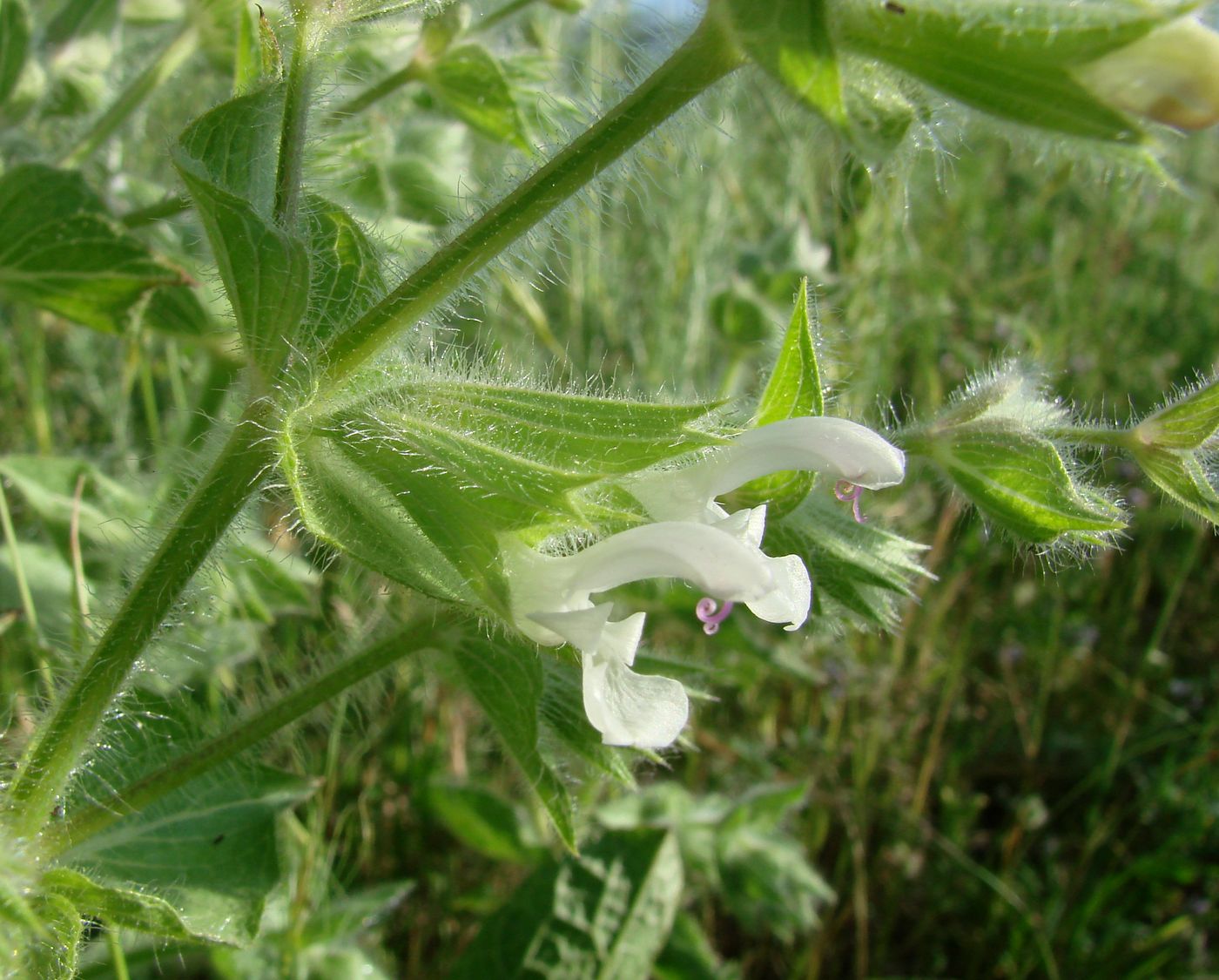 Image of Salvia spinosa specimen.