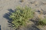 Salsola nitraria