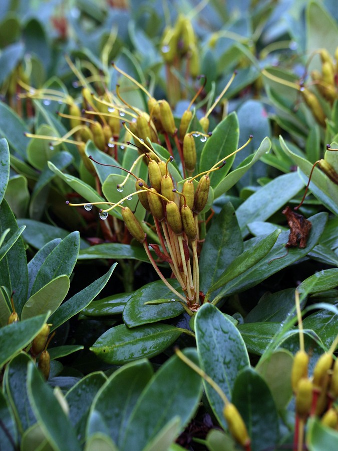 Изображение особи Rhododendron caucasicum.