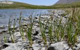 genus Carex