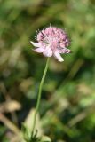 Astrantia maxima. Соцветие. Адыгея, Кавказский биосферный заповедник, плато Лагонаки, 2 км к северо-западу от горы Нагай-Кош, луг. 16 августа 2023 г.