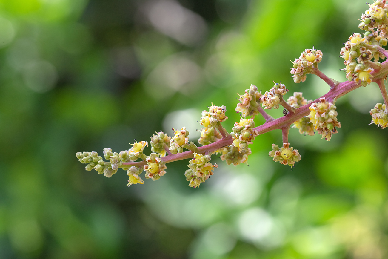 Image of Mangifera indica  specimen.