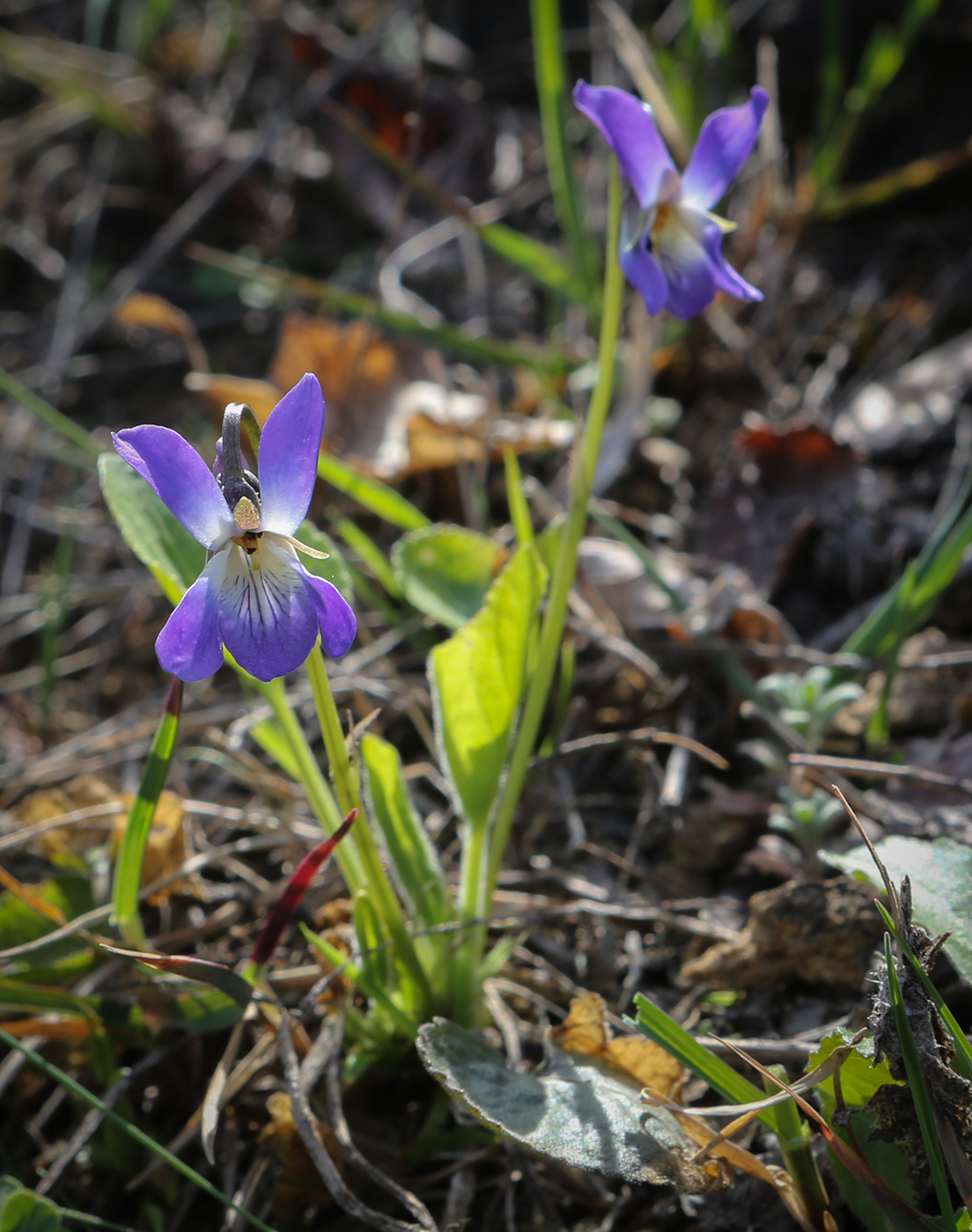 Image of Viola suavis specimen.