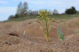 Petasites spurius