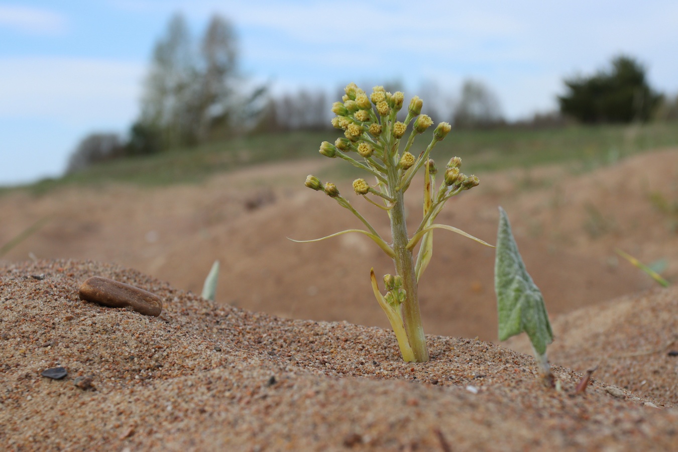 Image of Petasites spurius specimen.