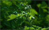 Chelidonium majus. Верхушка растения с бутонизирующими соцветиями. Московская обл., Раменский р-н, окр. дер. Хрипань, садовый участок. 01.05.2024.