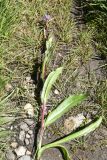 Cirsium simplex. Сорванный цветущий побег. Кабардино-Балкария, Эльбрусский р-н, гора Чегет, окр. оз. Донгуз-Орун, ≈ 2500 м н.у.м., травянистый склон. 28 августа 2023 г.