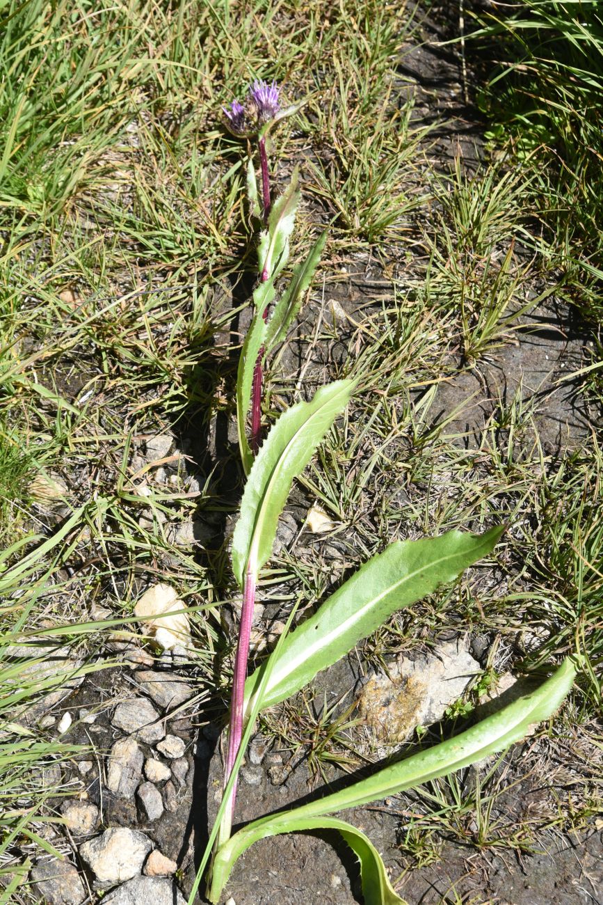 Image of Cirsium simplex specimen.