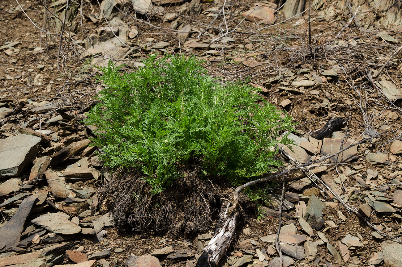 Image of Achillea nobilis specimen.