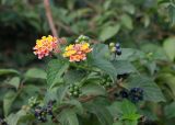 Lantana camara