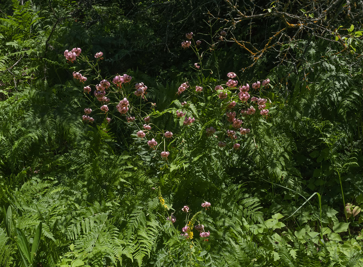 Image of Lilium martagon specimen.