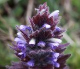 Ajuga orientalis