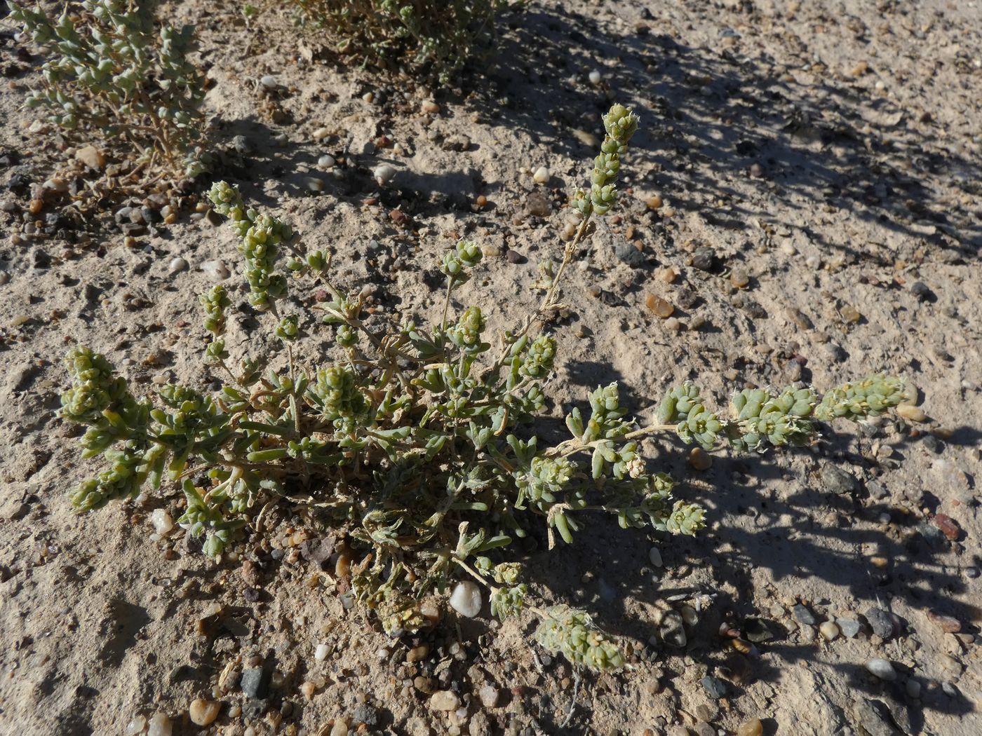 Image of Salsola nitraria specimen.
