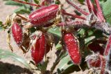Astragalus rubtzovii