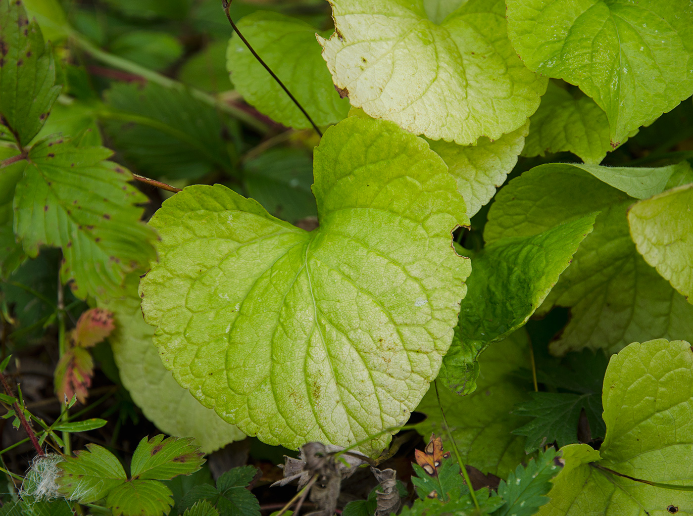 Изображение особи Viola mirabilis.