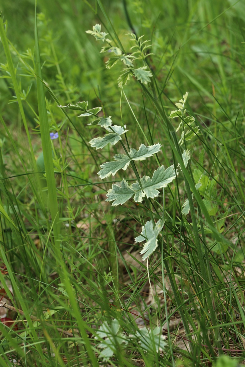 Изображение особи Pimpinella saxifraga.