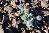 Echinops nanus. Цветущее растение. Казахстан, Алматинская обл., горы Богуты, кальдера палеовулкана Бетпак, вулканические пестроцветы. 10 октября 2024 г.