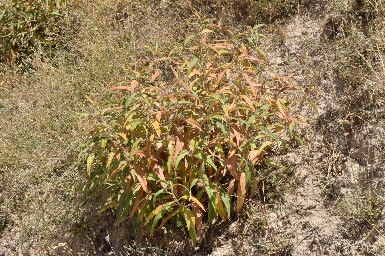 Image of Phlomis regelii specimen.