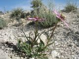 Tragopogon marginifolius. Цветущие растения. Казахстан, Мангистауская обл., Мангистауский р-н; Мангышлакское плато, подножье останцовых гор Айракты, меловая пустыня. 12 мая 2024 г.