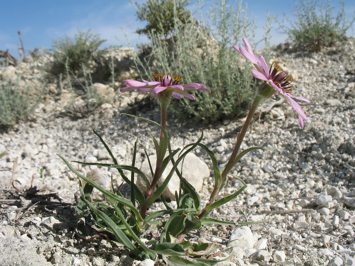 Image of Tragopogon marginifolius specimen.