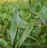 Sagittaria sagittifolia