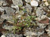 Geranium robertianum