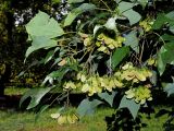 Acer buergerianum