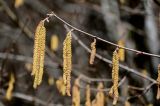 Corylus avellana. Побег с мужскими и женским (справа) соцветиями. Краснодарский край, Сочи, Адлерский р-н, горнолыжный курорт \"Роза Хутор\", широколиственный лес. 12.03.2025.