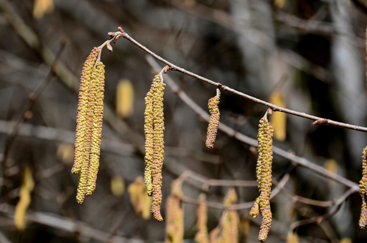 Image of Corylus avellana specimen.