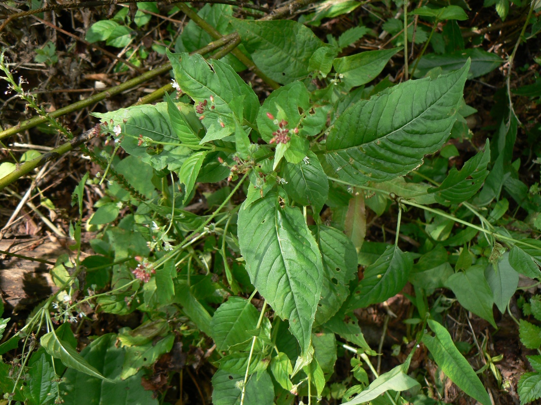 Image of genus Circaea specimen.