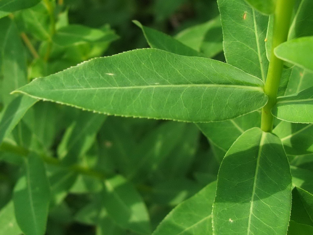 Image of Euphorbia tauricola specimen.