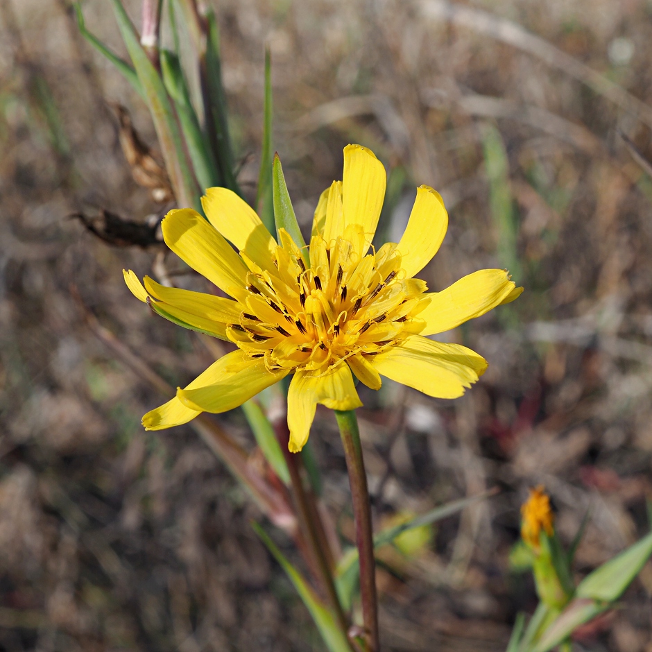 Image of Tragopogon pratensis specimen.