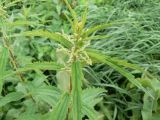 Urtica angustifolia