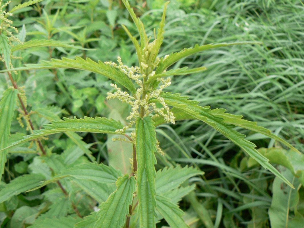 Image of Urtica angustifolia specimen.