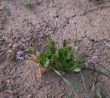 Chorispora tenella